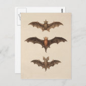 Carte postale vintage Bats Halloween (Devant / Derrière)