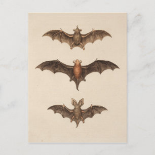 Carte postale vintage Bats Halloween