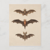 Carte postale vintage Bats Halloween (Devant)