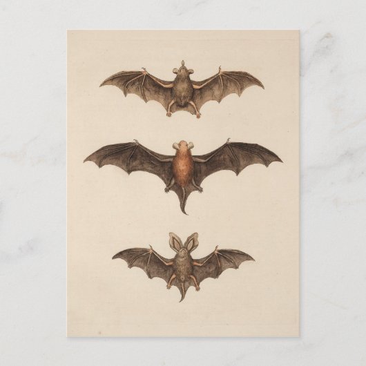 Carte postale vintage Bats Halloween (Devant)