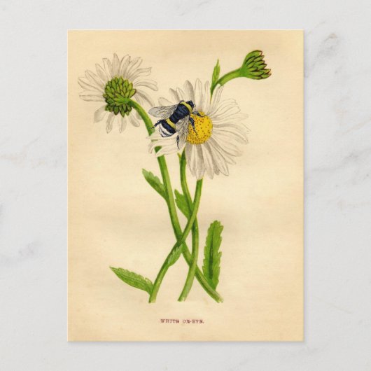 Carte Postale Vintage Bee and Daisy (Devant)
