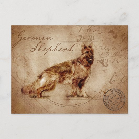 carte postale vintage berger allemand (Devant)