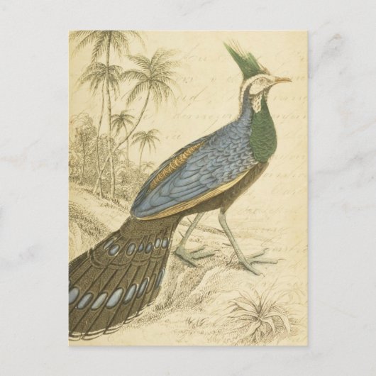 Carte Postale Vintage Bird (Devant)