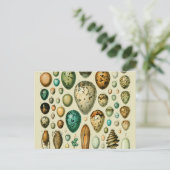 Carte Postale Vintage Bird Eggs French Fish Egg (Debout devant)