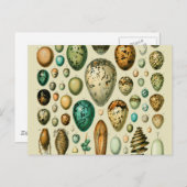 Carte Postale Vintage Bird Eggs French Fish Egg (Devant / Derrière)