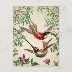 Carte postale vintage Birds Illustration
