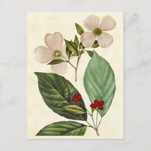Carte Postale Vintage Botanical Dogwood Tree Illustration