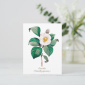 Carte Postale Vintage Botanique Blanc Camellia Blossom (Debout devant)