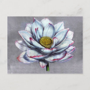 Carte Postale Vintage Botanique Fleur indienne Lotus