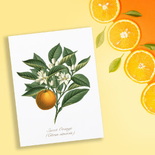 Carte Postale Vintage Botanique Orange Fruit Blossom Feuilles