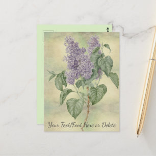 Carte Postale Vintage Botanique Violet Lilac Syringa Vulgaris