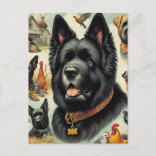 Carte Postale Vintage Bouvier des Flandres