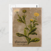 Carte postale vintage Calendula Flower (Devant / Derrière)