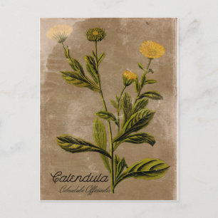 Carte postale vintage Calendula Flower