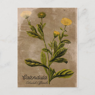 Carte postale vintage Calendula Flower