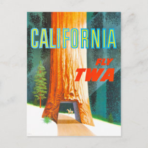 Carte Postale Vintage California Redwoods Travel