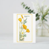 Carte postale vintage California Yellow Poppy (Debout devant)