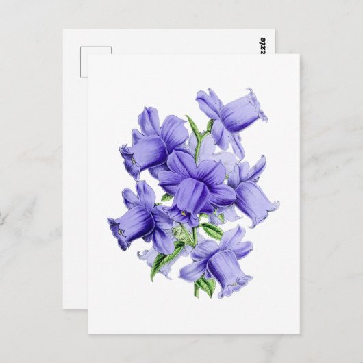 Carte postale Vintage Campanula (Devant / Derrière)