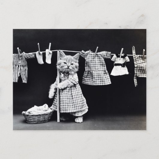 Carte Postale Vintage Cat Hanging (Devant)