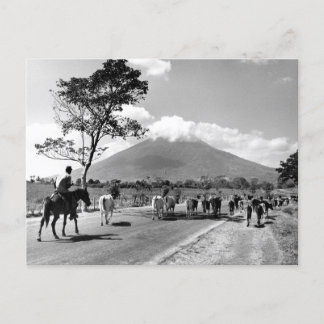 Carte Postale Vintage Cattle Drive devant le volcan San Miguel