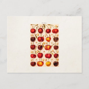Carte Postale Vintage Cerise Variétés Antique Cerises Fruit