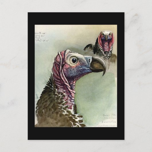 Carte postale Vintage Chicago Art-Abyssinian Birds (Devant)