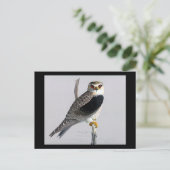 Carte postale Vintage Chicago Art-Abyssinian Birds (Debout devant)