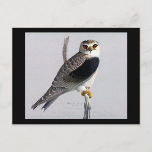 Carte postale Vintage Chicago Art-Abyssinian Birds