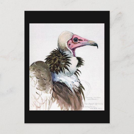 Carte postale Vintage Chicago Art-Abyssinian Birds (Devant)