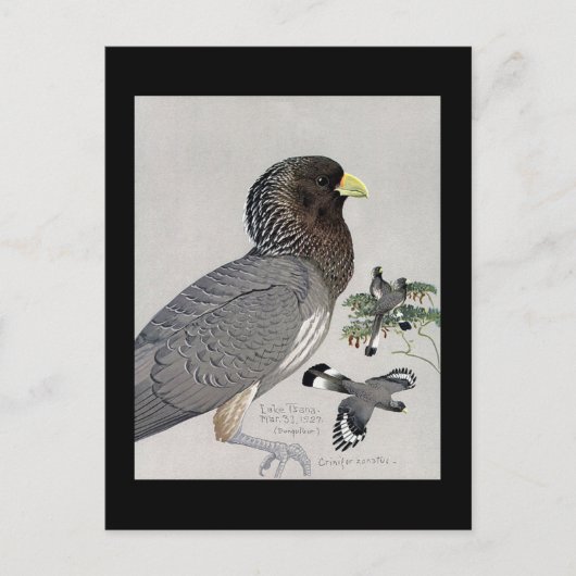 Carte postale Vintage Chicago Art-Abyssinian Birds (Devant)