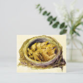 Carte postale vintage Chicks (Debout devant)