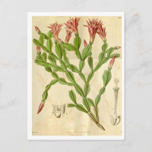 Carte postale Vintage Christmas Cactus Travel (Devant)