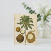 Carte postale vintage Coconut Palm Travel (Debout devant)