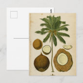 Carte postale vintage Coconut Palm Travel (Devant / Derrière)