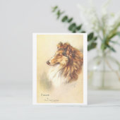 Carte postale vintage Collie (Debout devant)