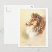 Carte postale vintage Collie (Devant / Derrière)