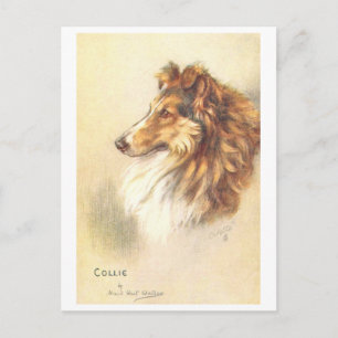 Carte postale vintage Collie