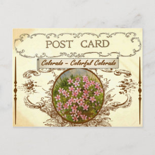 Carte postale vintage Colorado State Flower