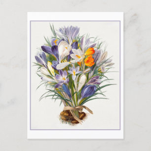 Carte postale vintage Crocus de printemps
