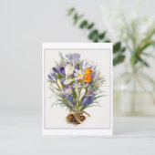 Carte postale vintage Crocus de printemps (Debout devant)
