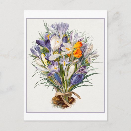 Carte postale vintage Crocus de printemps (Devant)