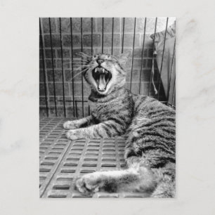 Carte Postale Vintage Cute Yawning Cat Kitty