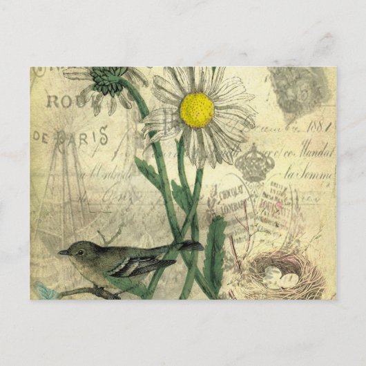Carte Postale Vintage daisies postcard (Devant)