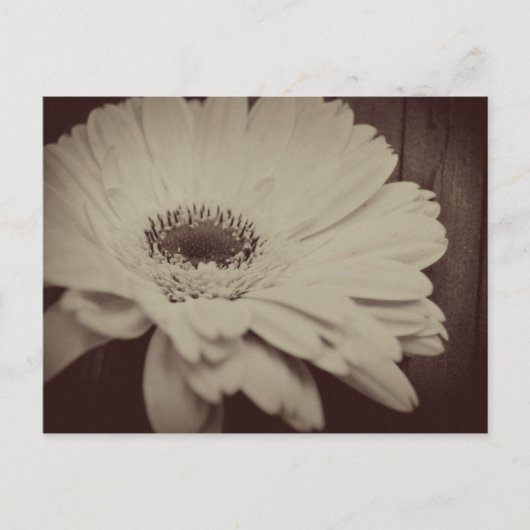 Carte Postale Vintage Daisy (Devant)