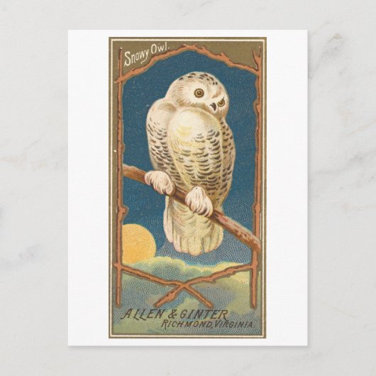 Carte postale vintage de Allen & Ginter représenta (Devant)