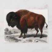 Carte Postale Vintage de bison illustré (Devant)