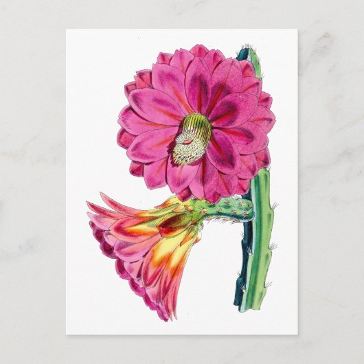 Carte postale Vintage de Cactus rose (Devant)