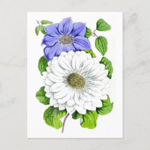 Carte postale Vintage de Clematis bleu et blanc