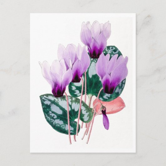 Carte postale Vintage de cyclamen persan (Devant)