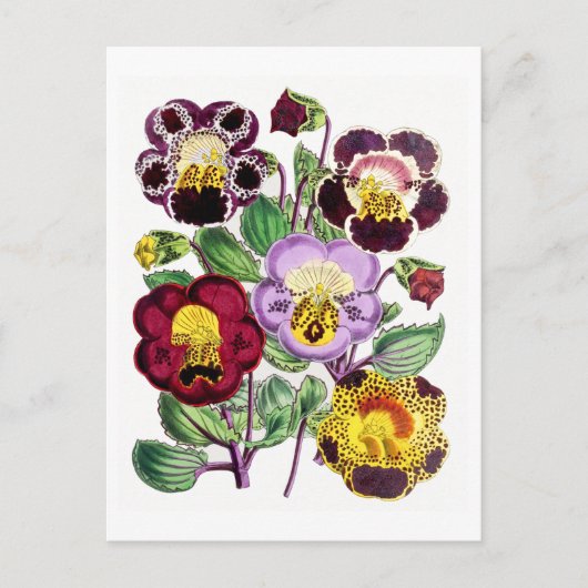 Carte postale Vintage de fleurs de singes (Devant)